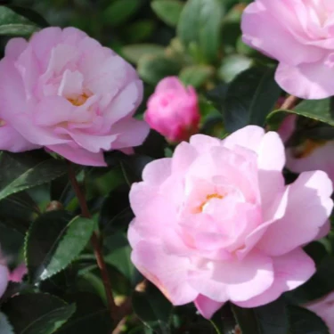 October Magic Dawn Camellia - Image 3