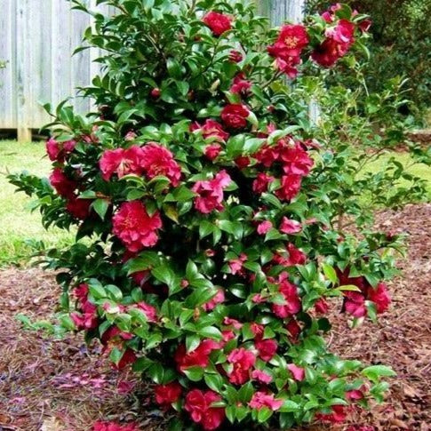 October Magic Rose Camellia - Image 2