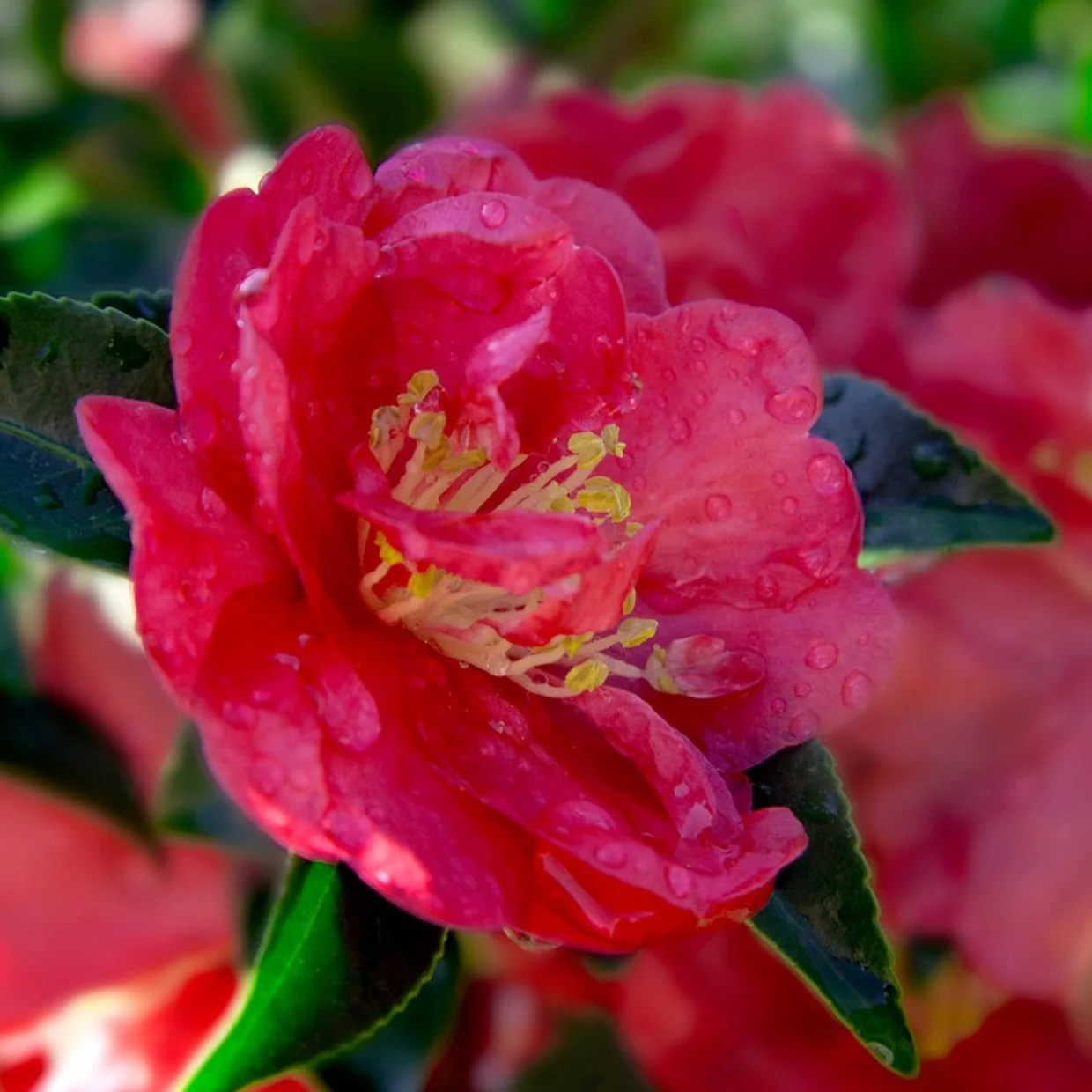 October Magic Rose Camellia - Image 3