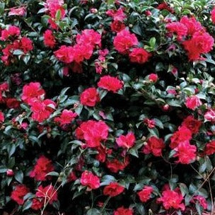 October Magic Ruby Camellia - Image 2