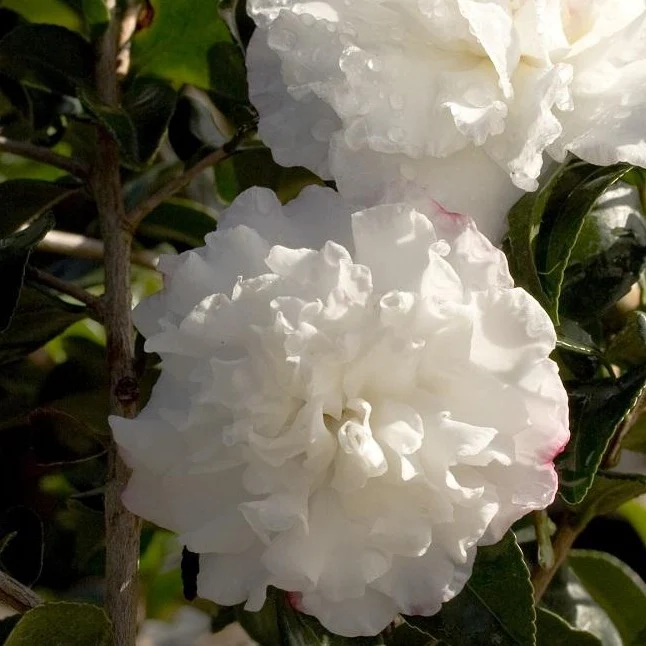 October Magic Snow Camellia - Image 2