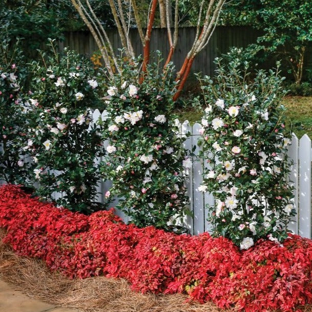 October Magic Snow Camellia - Image 3