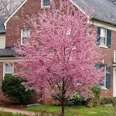 Okame Cherry Tree