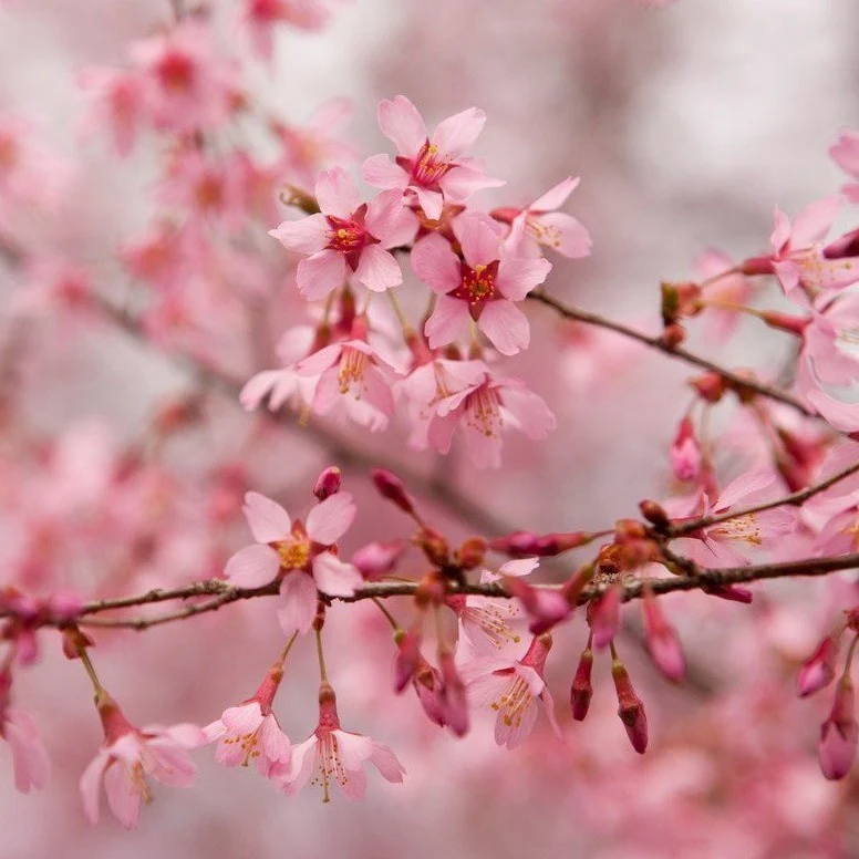 Okame Cherry Tree - Image 2