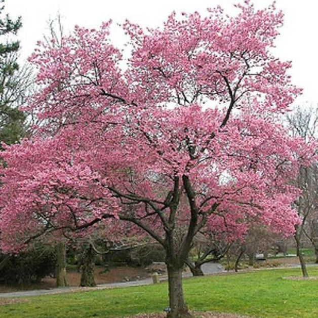 Okame Cherry Tree - Image 3