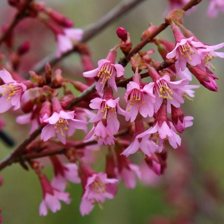 Okame Cherry Tree - Image 4