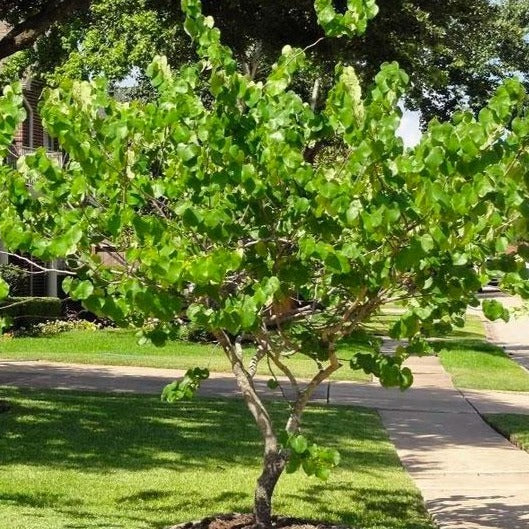 Oklahoma Redbud Tree - Image 4
