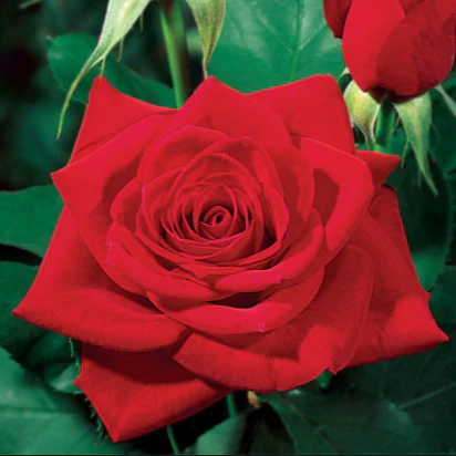 Olympiad Rose Tree