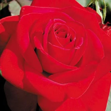 Olympiad Rose Tree - Image 2