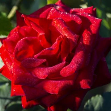 Olympiad Rose Tree - Image 3
