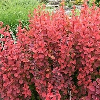 Orange Rocket Barberry - Image 3