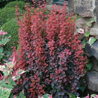 Orange Rocket Barberry - Image 4