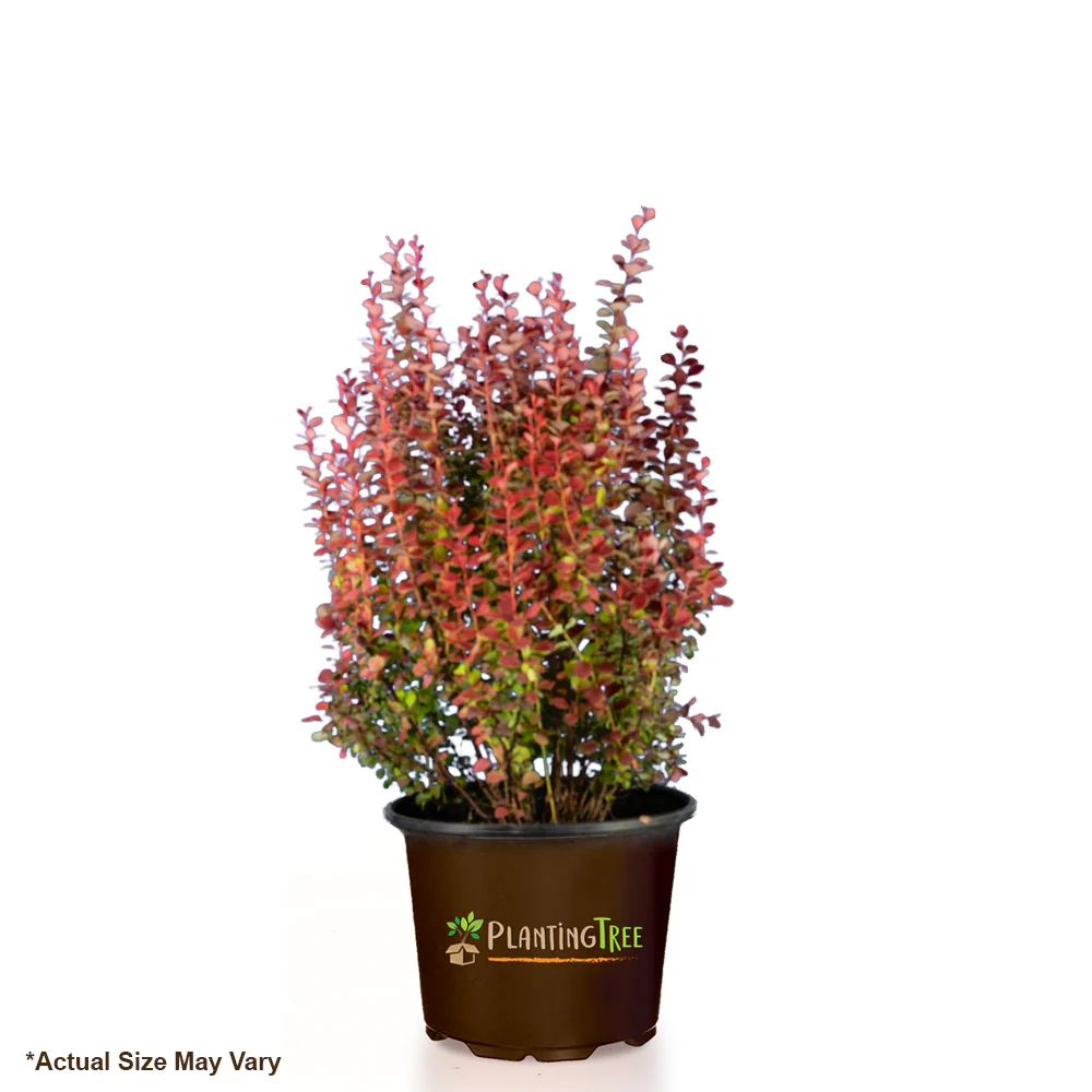 Orange Rocket Barberry - Image 6