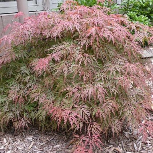 Orangeola Japanese Maple - Image 3
