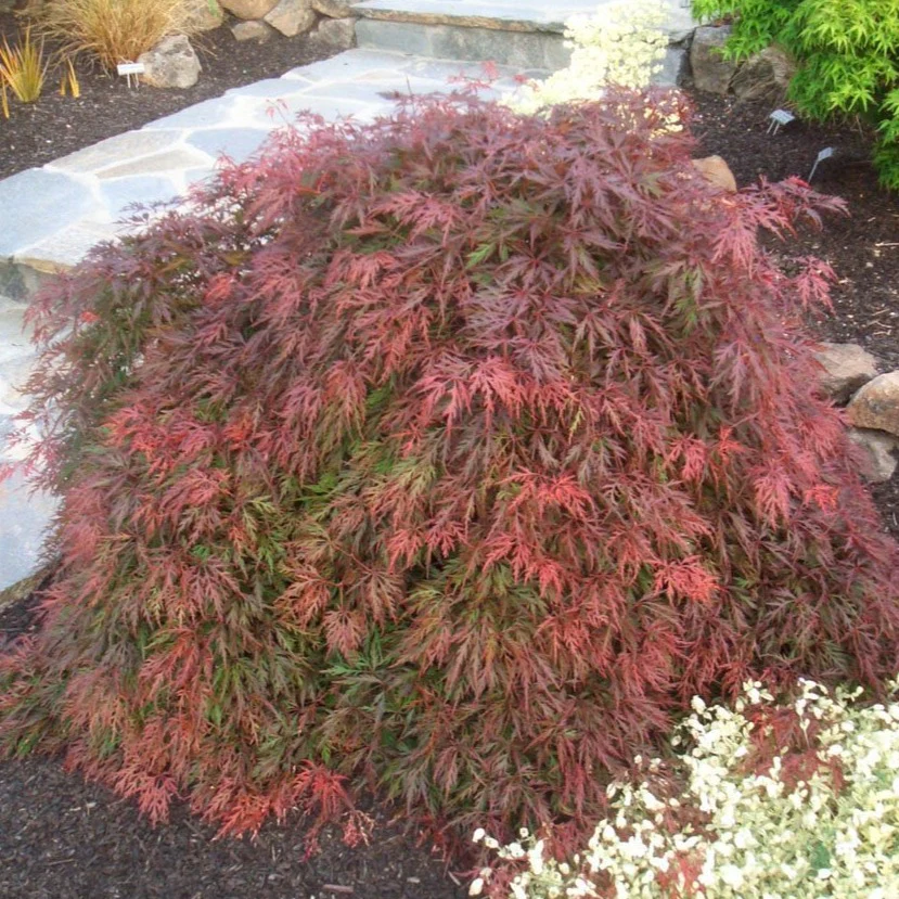 Orangeola Japanese Maple - Image 4
