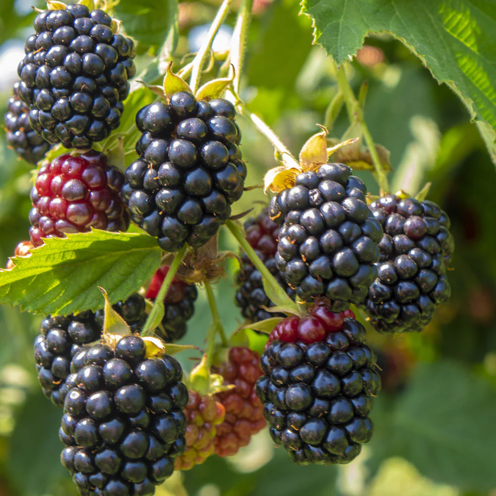 Ouachita Thornless Blackberry