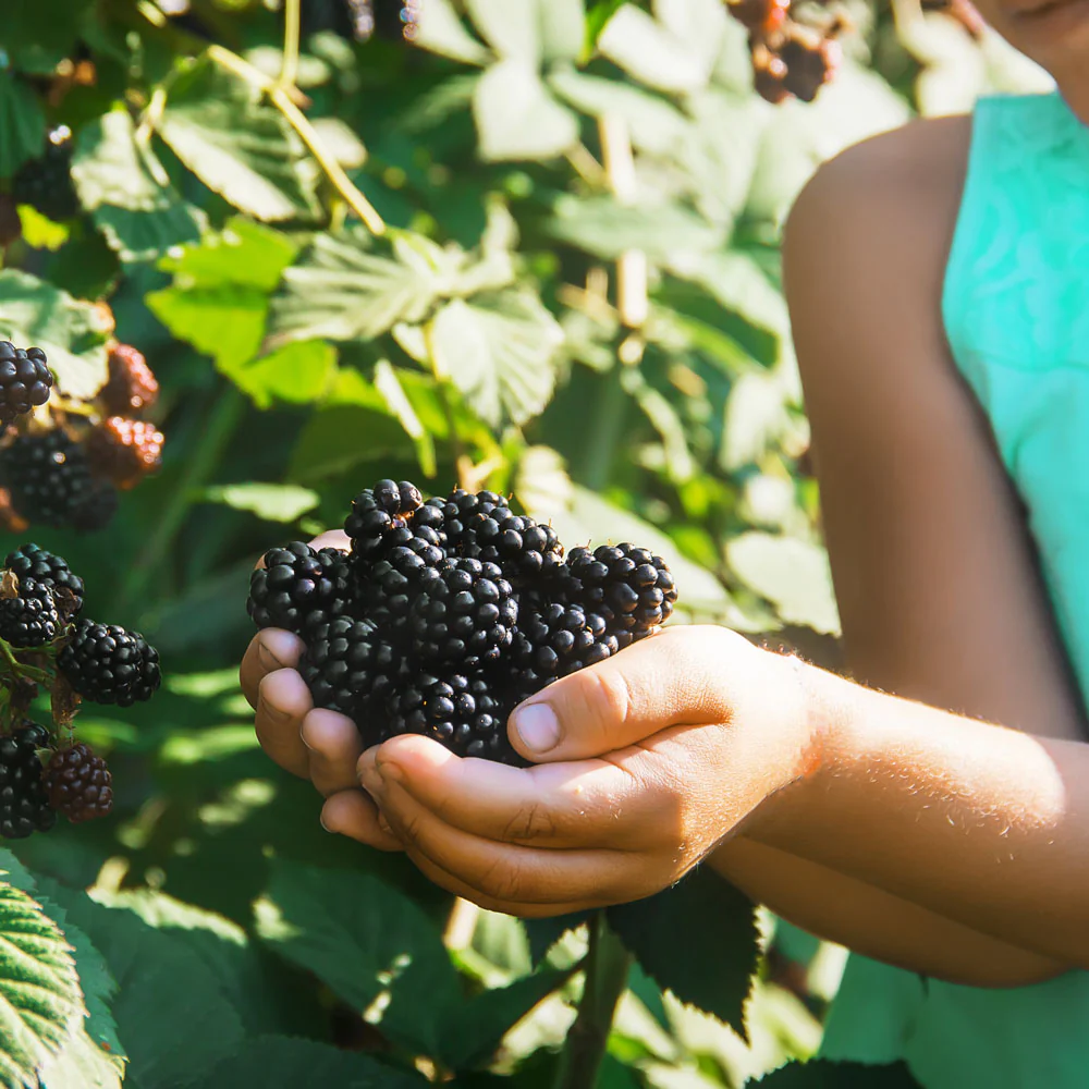 Ouachita Thornless Blackberry - Image 2