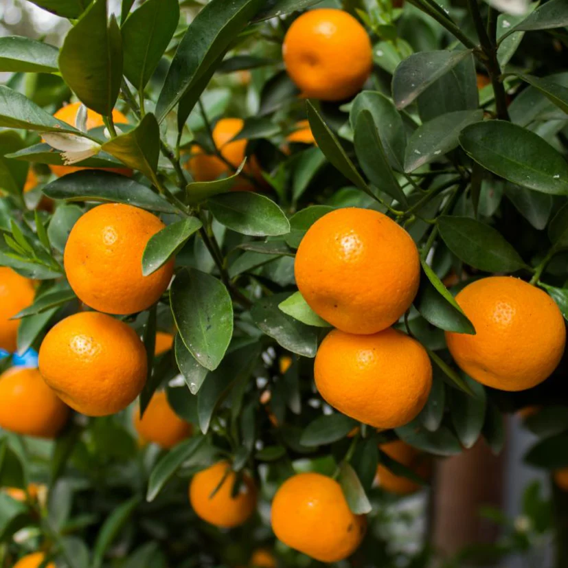Owari Satsuma Mandarin Tree - Image 2