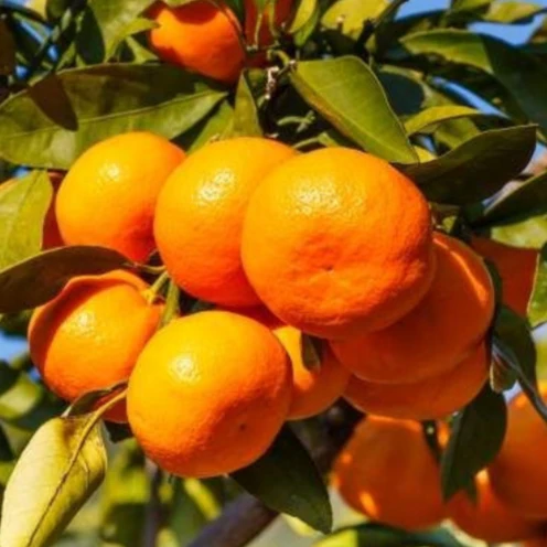 Owari Satsuma Mandarin Tree - Image 3
