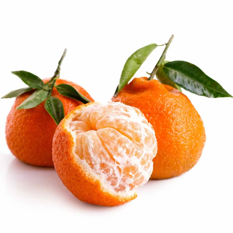 Owari Satsuma Mandarin Tree - Image 4