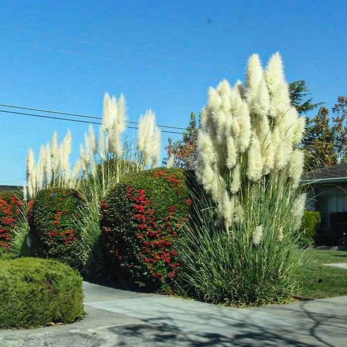 Pampas Grass - Image 2