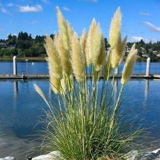 Pampas Grass - Image 3