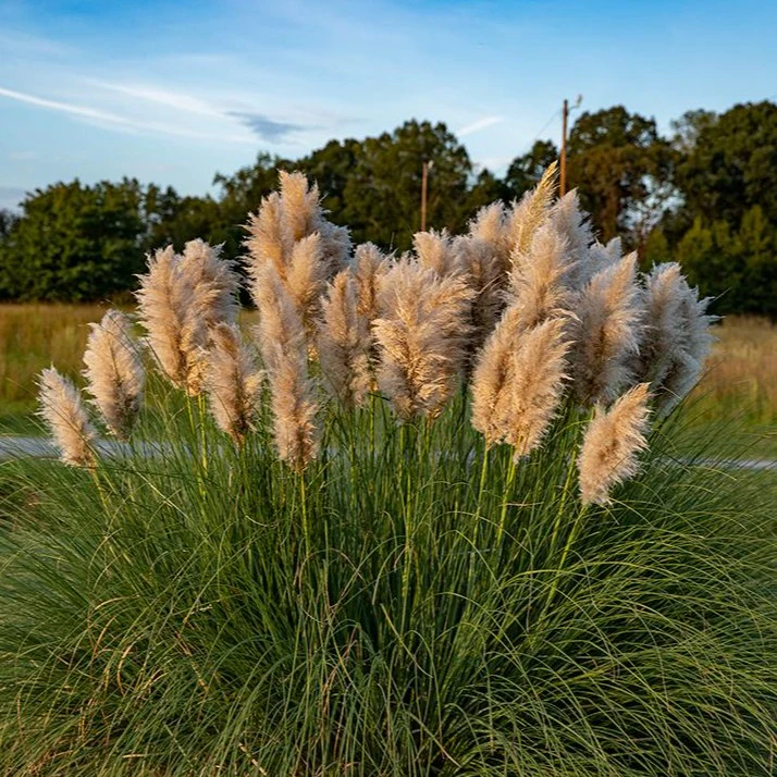 Pampas Grass - Image 4