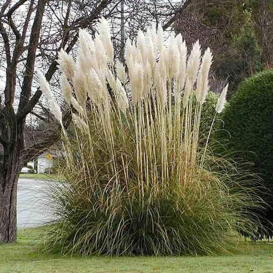 Pampas Grass - Image 5