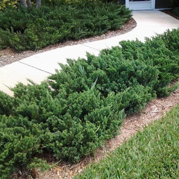 Parson's Juniper