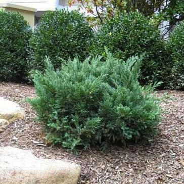 Parson's Juniper - Image 2