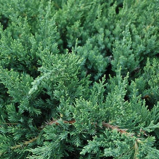 Parson's Juniper - Image 3