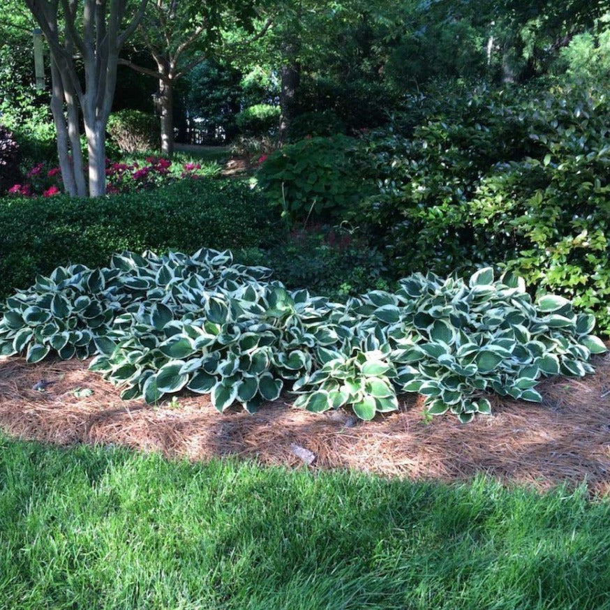 Patriot Hosta - Image 3