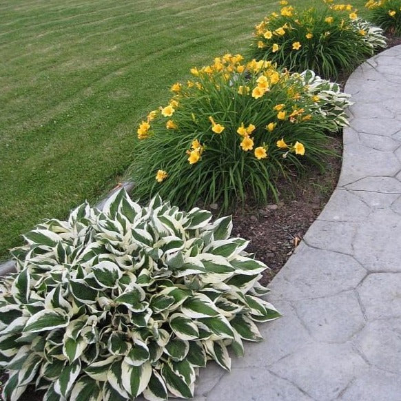 Patriot Hosta - Image 4
