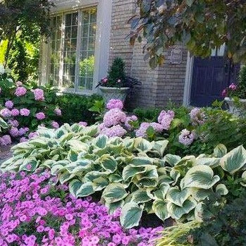 Patriot Hosta - Image 5
