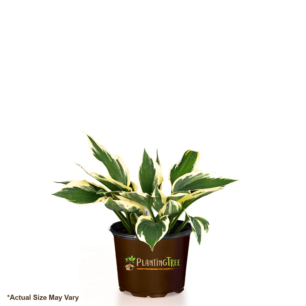 Patriot Hosta - Image 6