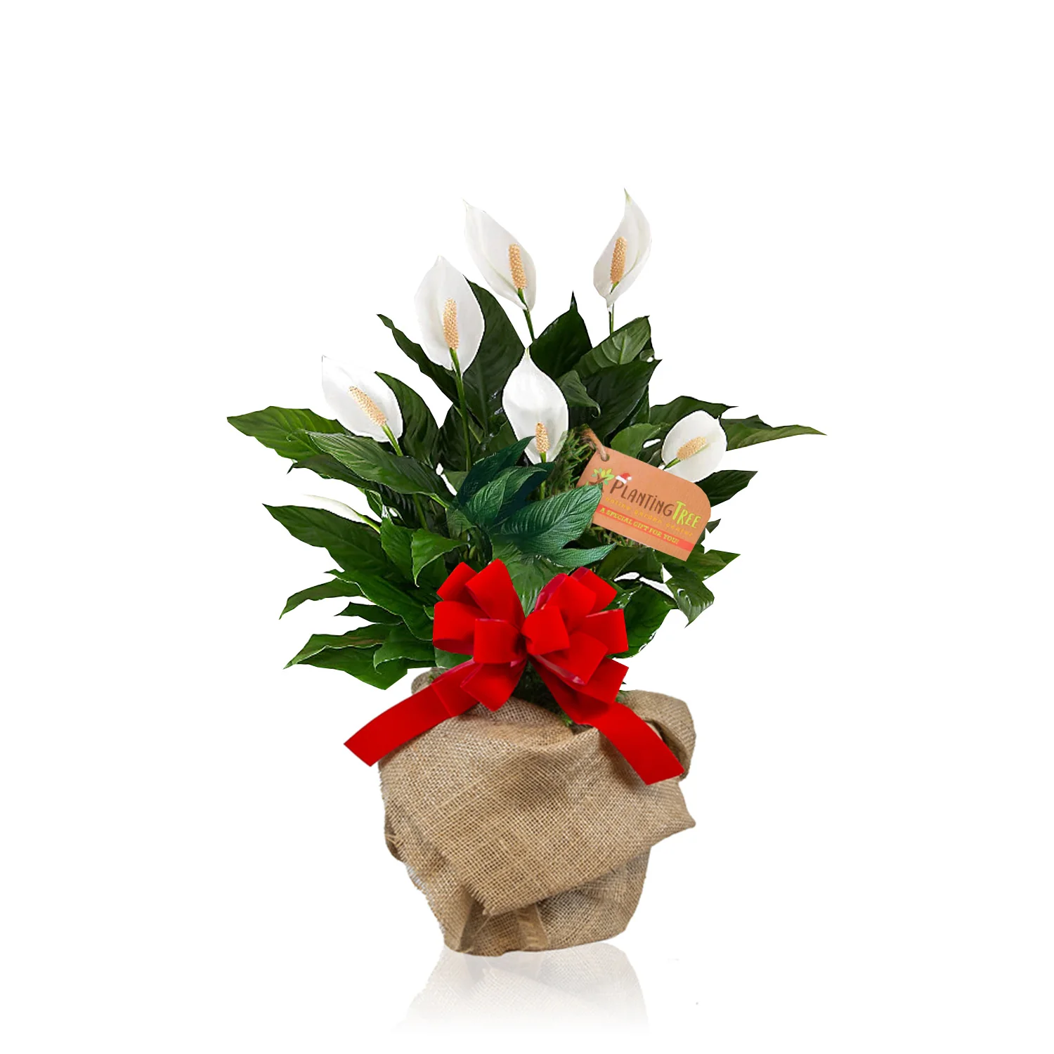 Peace Lily Plant Gift - Holiday Gift Tree