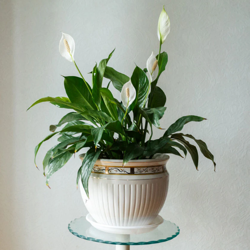 Peace Lily Plant - Image 3