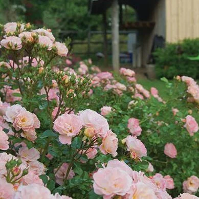 Peach Drift® Rose - Image 3