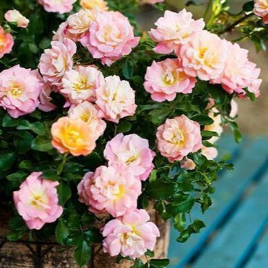 Peach Drift® Rose - Image 4