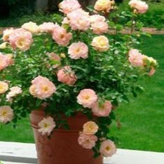 Peach Drift® Rose - Image 5