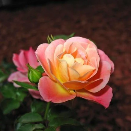 Peach Drift® Rose - Image 6