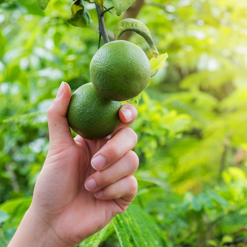 Persian Lime Tree - Image 2