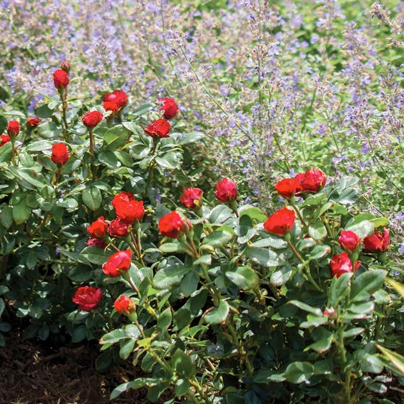Petite Knock Out® Rose - Image 3