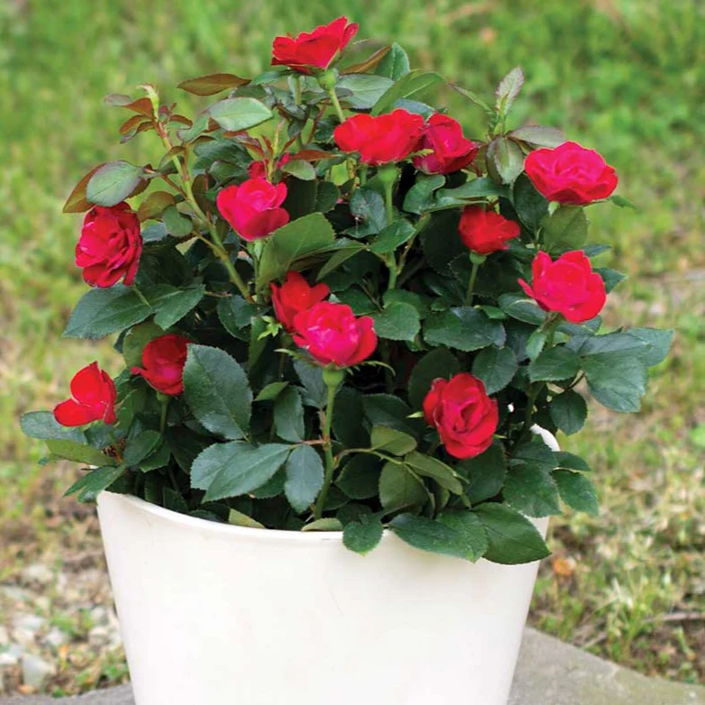 Petite Knock Out® Rose - Image 4