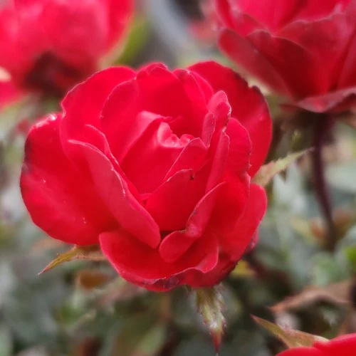 Petite Knock Out® Rose Tree - Image 2