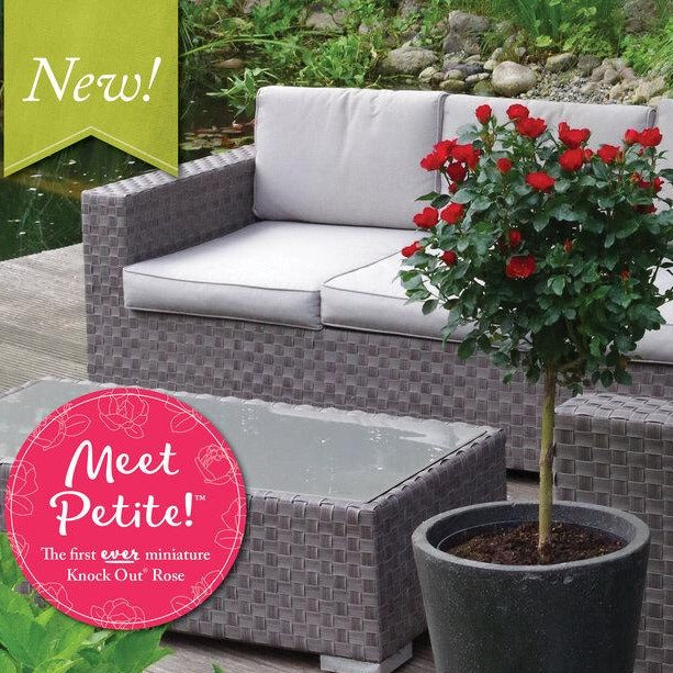 Petite Knock Out® Rose Tree - Image 3