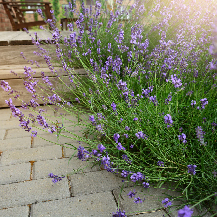Phenomenal™ Lavender Plant