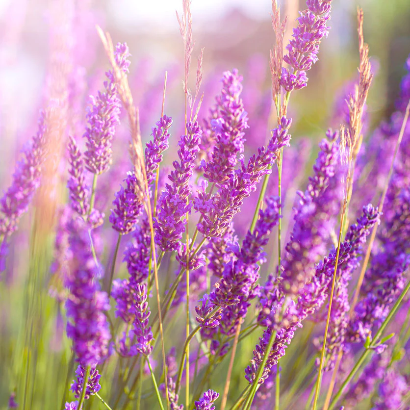 Phenomenal™ Lavender Plant - Image 2
