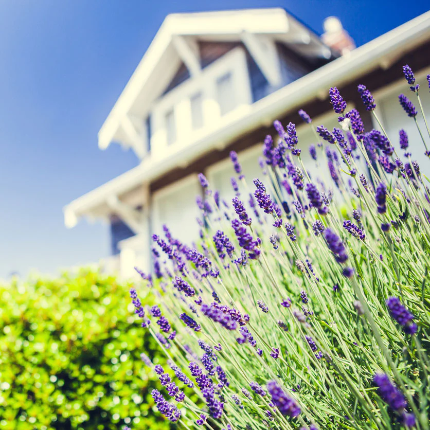 Phenomenal™ Lavender Plant - Image 3