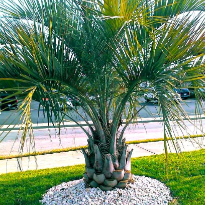 Pindo Palm - Image 3